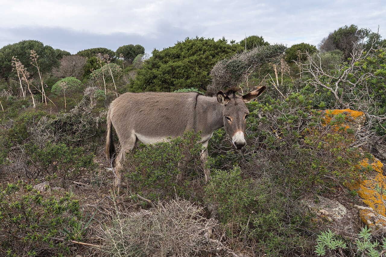 Asino al pascolo tra la macchia mediterranea