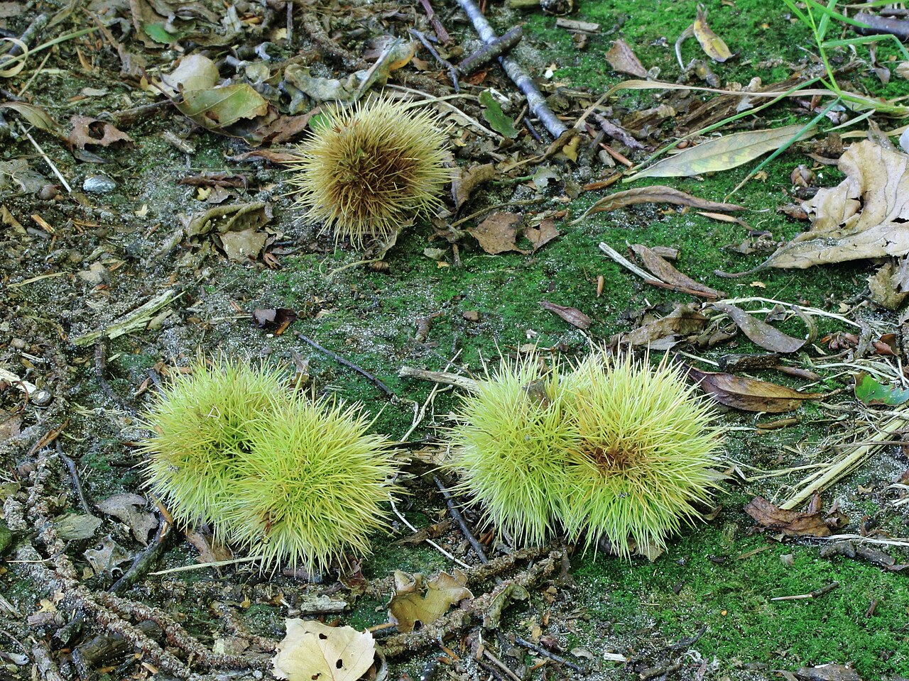 Ricci di castagne nel sottobosco