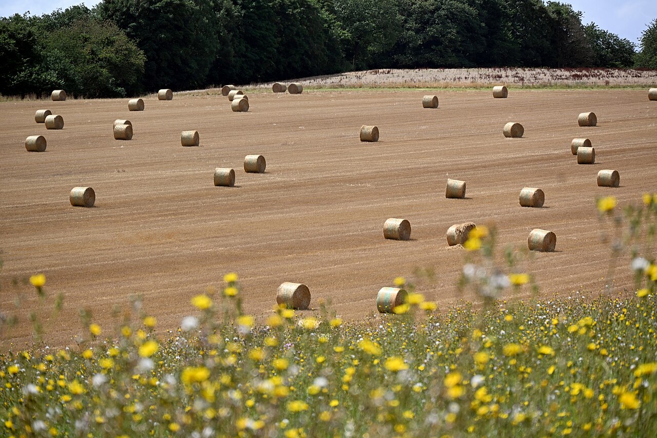 Balle di fieno rotonde in un campo