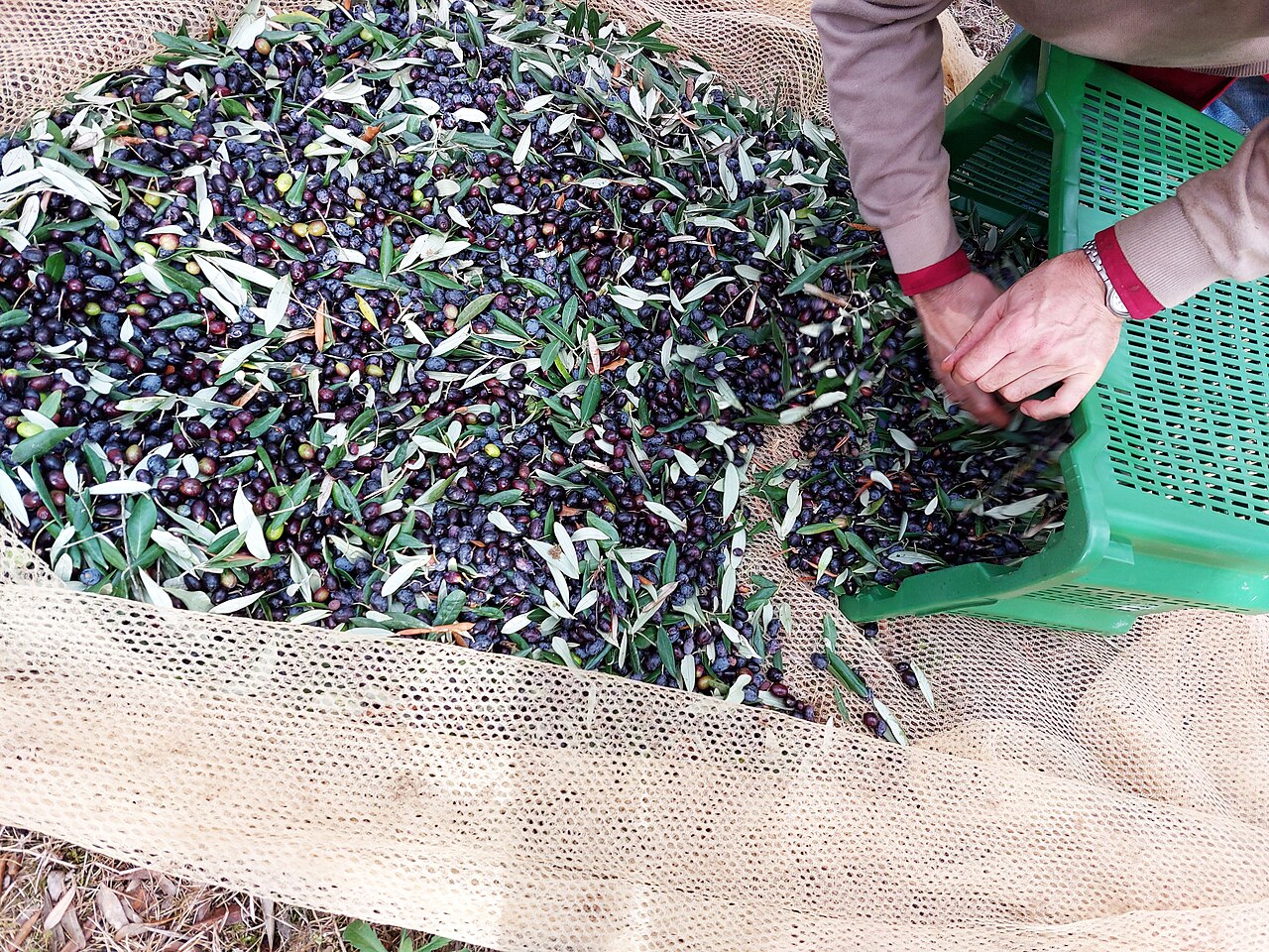 Raccolta delle olive a mano nelle cassette